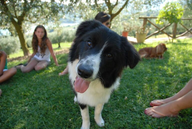 agriturismo pet friendly in Toscana