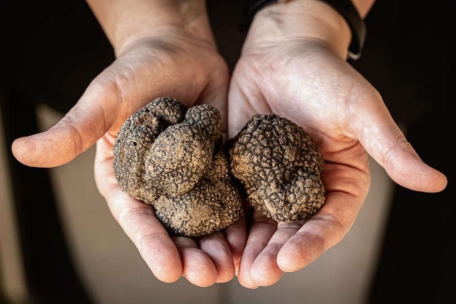 caccia al tartufo in Toscana