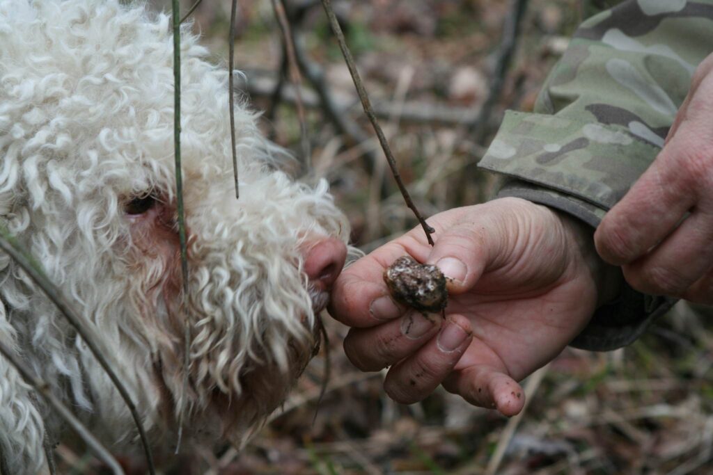 caccia al tartufo in Toscana